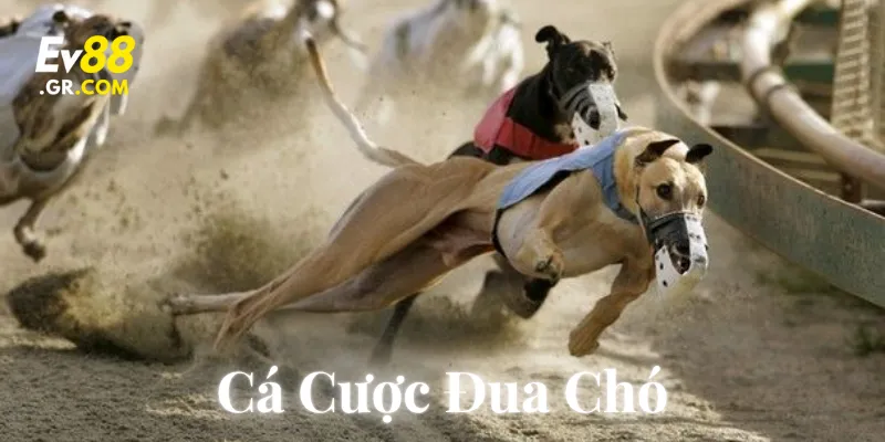 Tổng quan về các loại cược